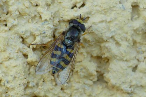 Réf. 296 154 : Eupeodes corollae